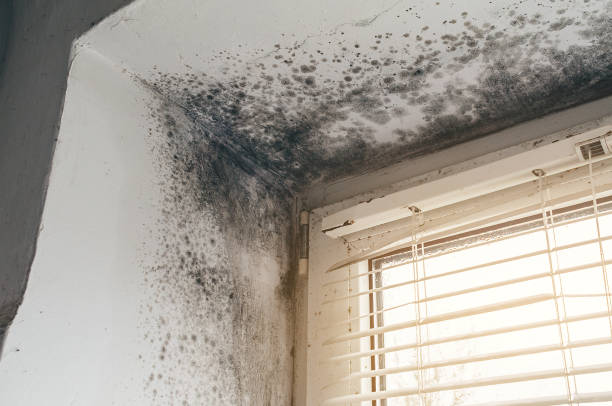 Affordable Mold Cleanup solutions in Harrisburg, IL