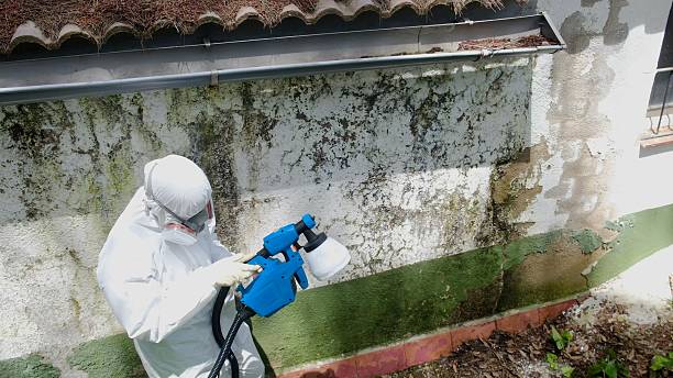 Trusted Mold Inspection service in Harrisburg, IL - Cheap Mold Removal